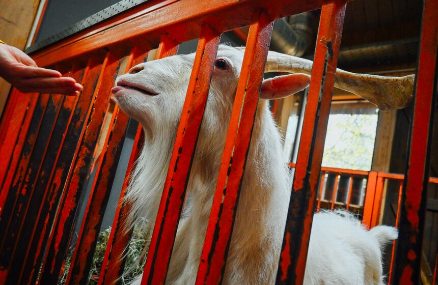 Десять альпак отправили зимовать на "Городскую ферму" на ВДНХ 9 фото