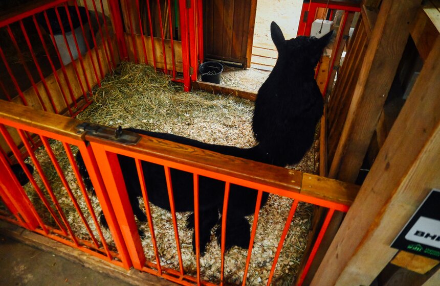 Десять альпак отправили зимовать на "Городскую ферму" на ВДНХ 12 фото