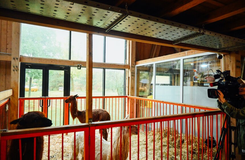 Десять альпак отправили зимовать на "Городскую ферму" на ВДНХ 3 фото