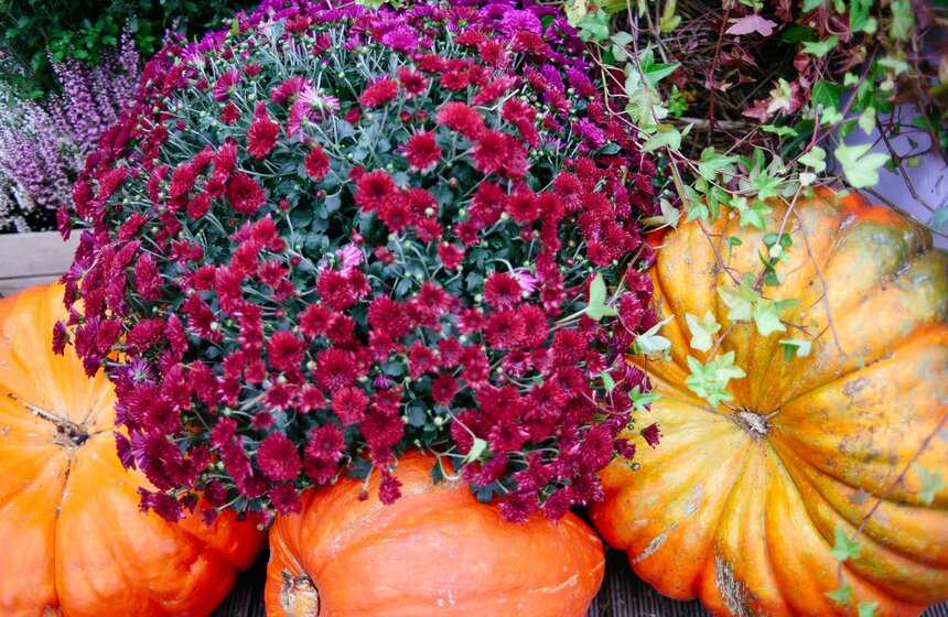 Фестиваль "Золотая осень. Праздник урожая" проходит в Москве 16 фото