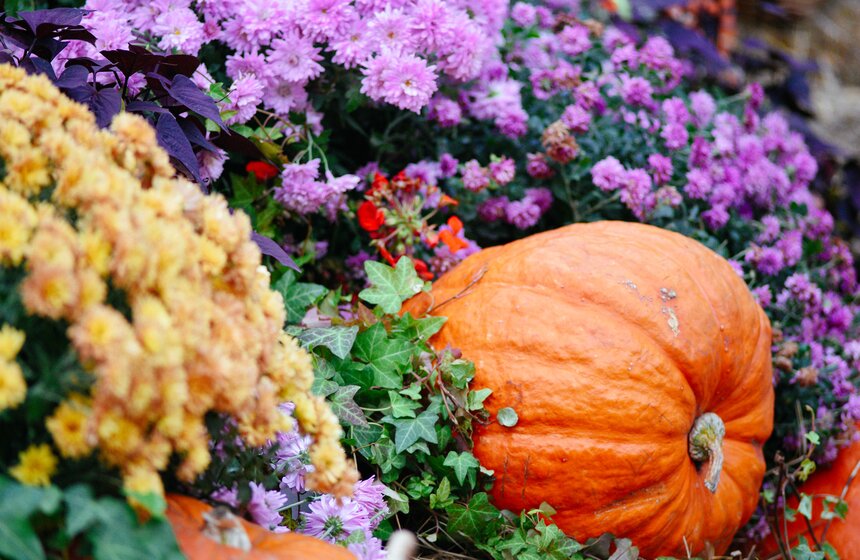 Фестиваль "Золотая осень. Праздник урожая" проходит в Москве 7 фото