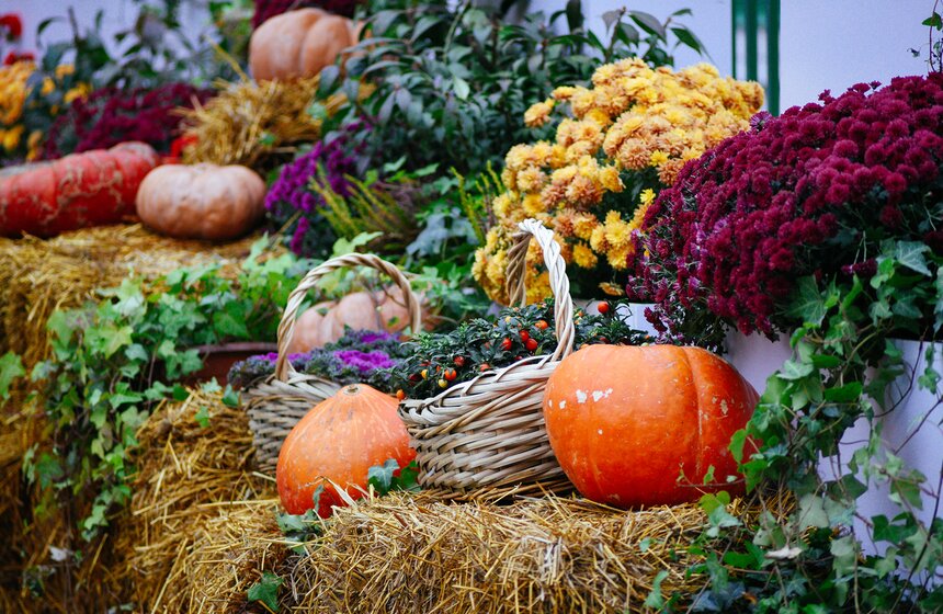 Фестиваль "Золотая осень. Праздник урожая" проходит в Москве 4 фото