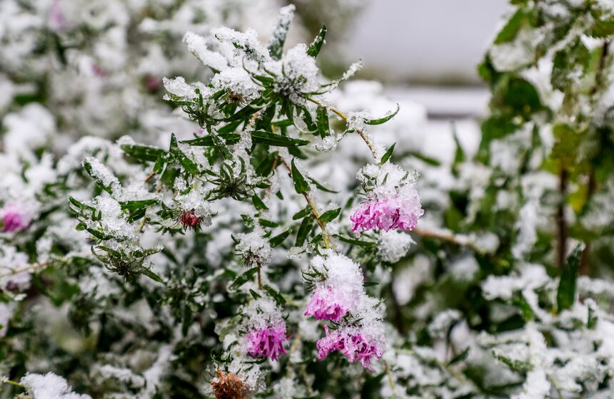 В Москве выпал первый снег 6 фото