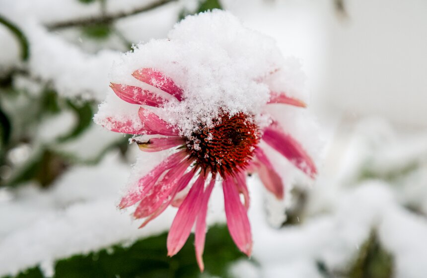 В Москве выпал первый снег 8 фото