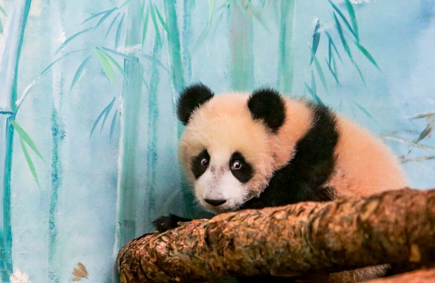 Панда Катюша впервые вышла к посетителям зоопарка в Москве 20 фото