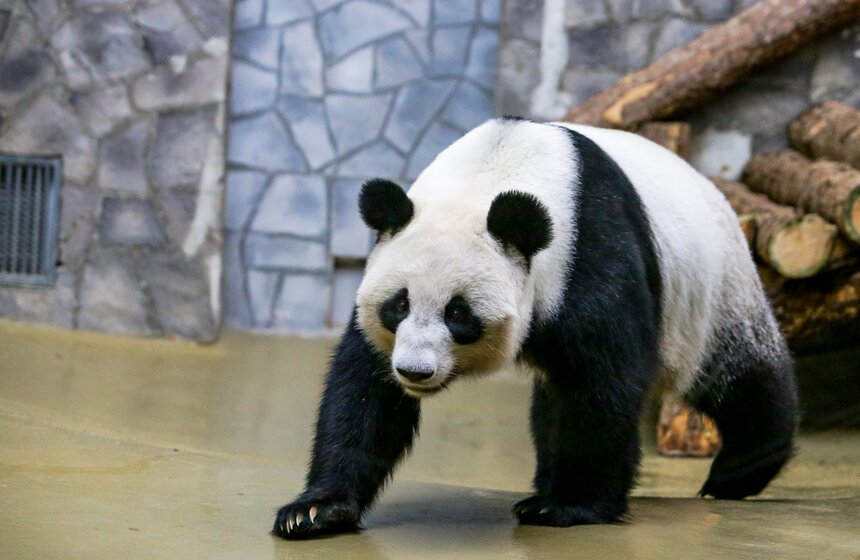 Панда Катюша впервые вышла к посетителям зоопарка в Москве 19 фото