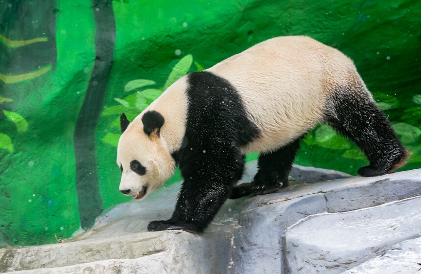 Панда Катюша впервые вышла к посетителям зоопарка в Москве 24 фото