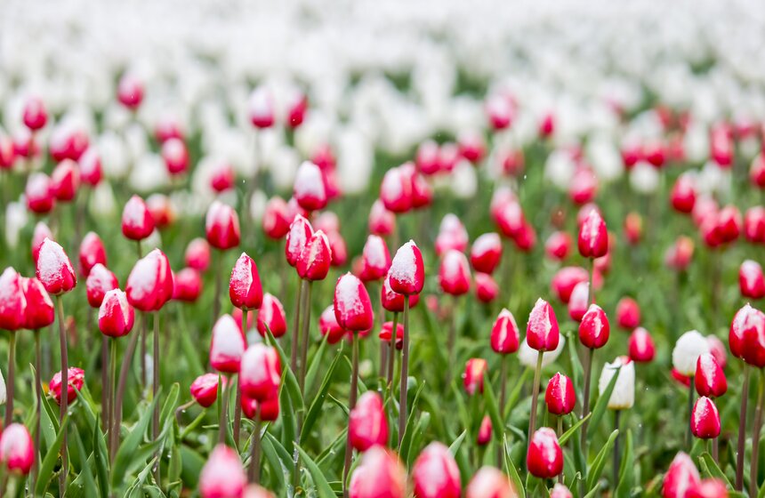 Снег выпал в Москве 7 мая 23 фото