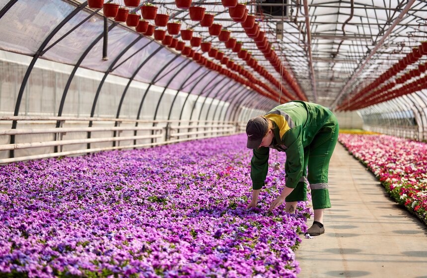 Порядка 23 млн растений подготовили к высадке на клумбы столицы 4 фото