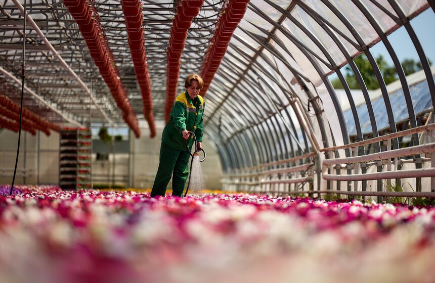 Порядка 23 млн растений подготовили к высадке на клумбы столицы 19 фото