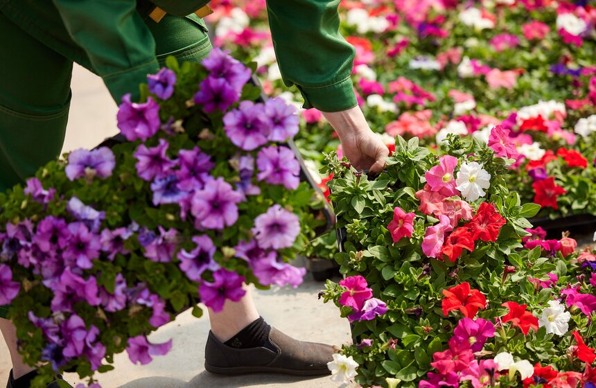 Порядка 23 млн растений подготовили к высадке на клумбы столицы 18 фото