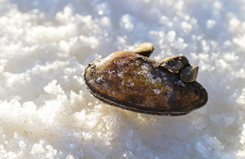 Ранний ледоход прошел в Калязине у колокольни Николаевского Собора 14 фото