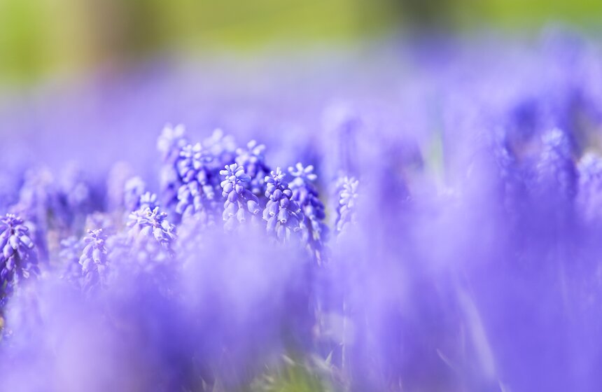 Сезонная "Волна цветения" началась в парке "Зарядье" в Москве 2 фото