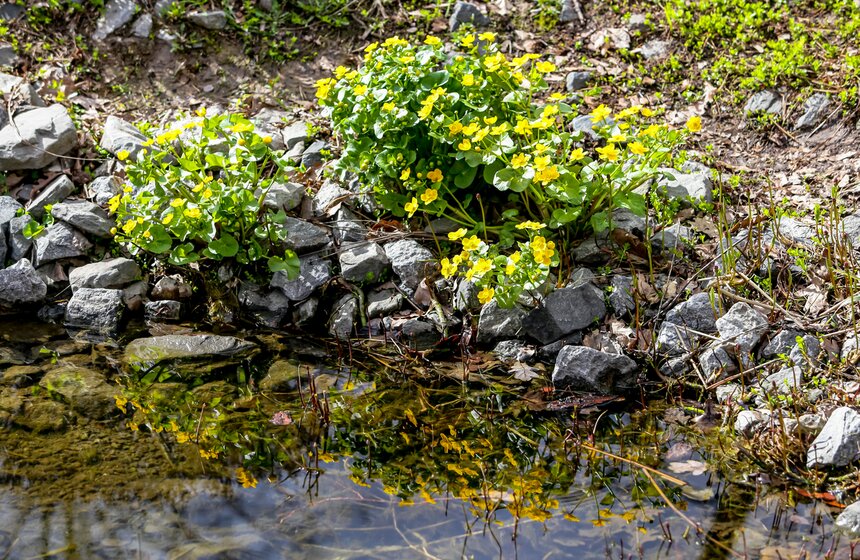 Сезонная "Волна цветения" началась в парке "Зарядье" в Москве 4 фото