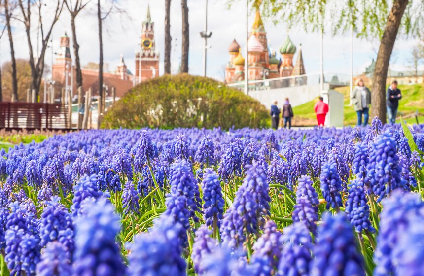 Сезонная "Волна цветения" началась в парке "Зарядье" в Москве 16 фото