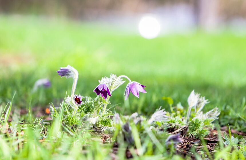 Сезонная "Волна цветения" началась в парке "Зарядье" в Москве 10 фото