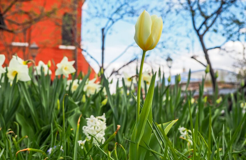 Сезонная "Волна цветения" началась в парке "Зарядье" в Москве 23 фото