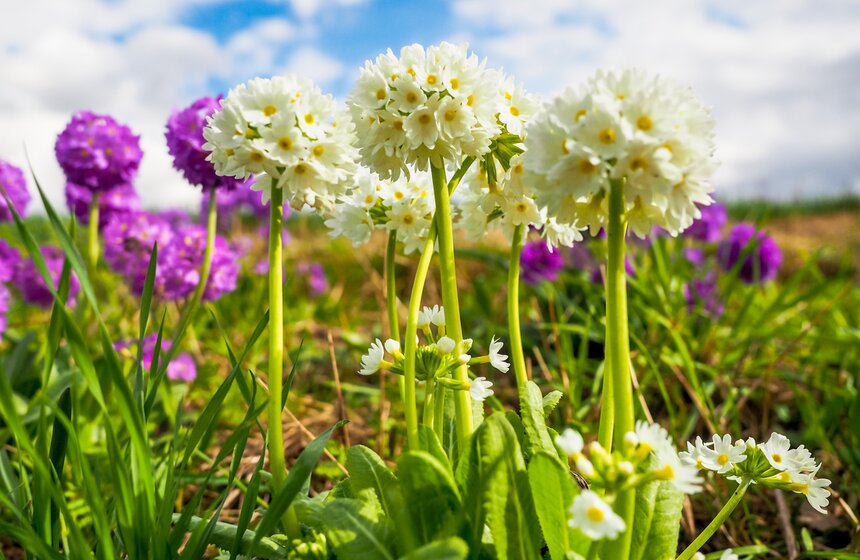 Сезонная "Волна цветения" началась в парке "Зарядье" в Москве 20 фото