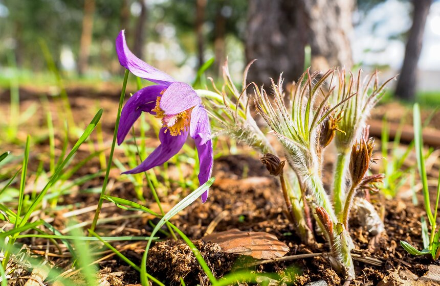 Сезонная "Волна цветения" началась в парке "Зарядье" в Москве 22 фото