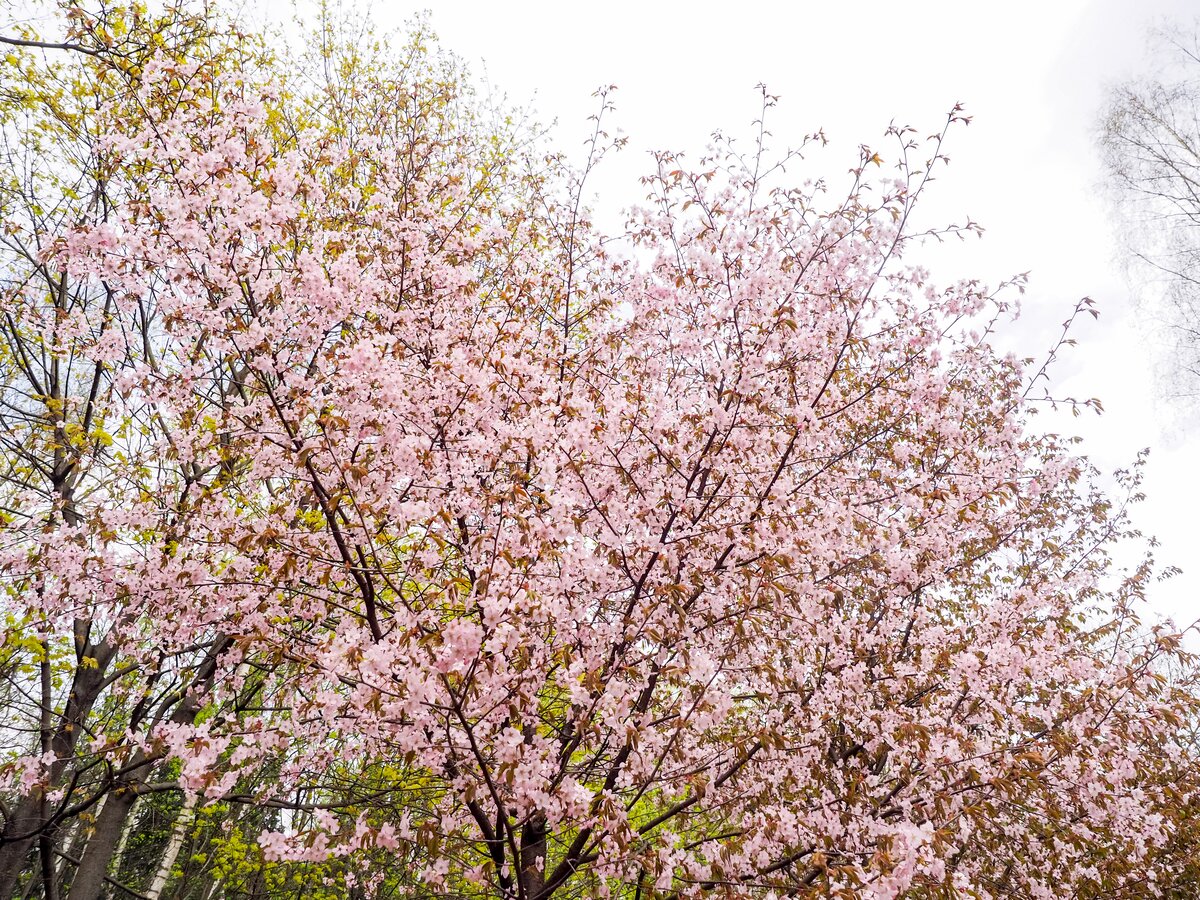 Сакура расцвела у Мосфильмовского пруда