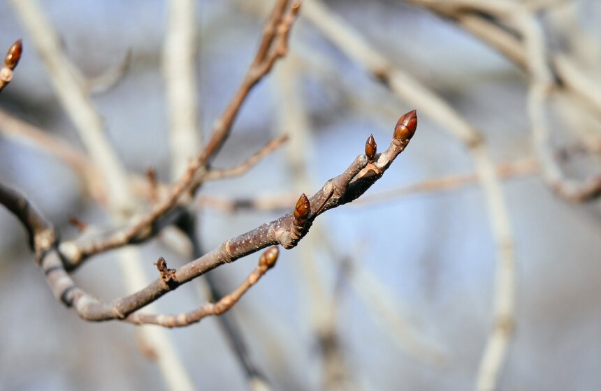 Январь 2025 года в Москве обновил температурный рекорд 9 фото