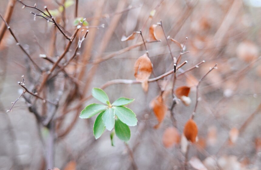 Январь 2025 года в Москве обновил температурный рекорд 6 фото