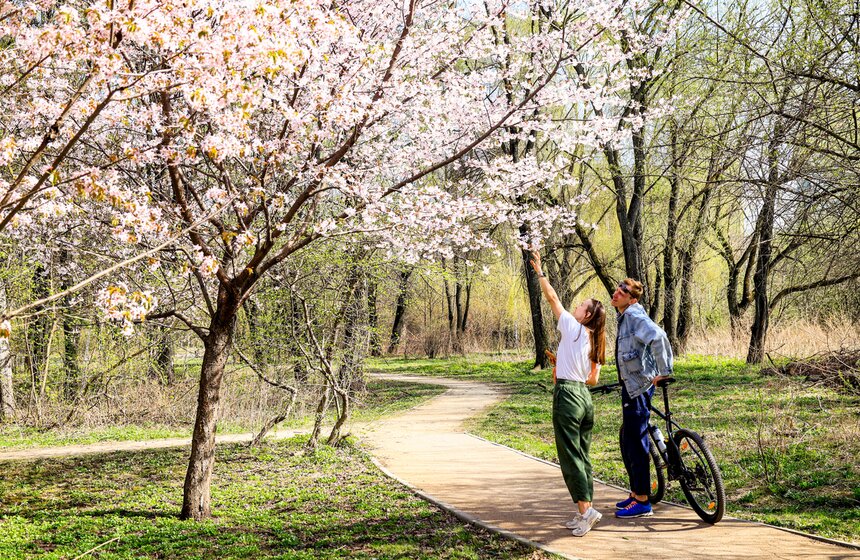 Сакура расцвела в заказнике "Долина реки Сетунь" и на аллее возле МГУ 11 фото