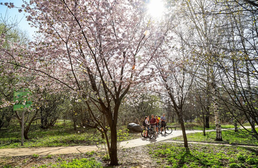 Сакура расцвела в заказнике "Долина реки Сетунь" и на аллее возле МГУ 16 фото