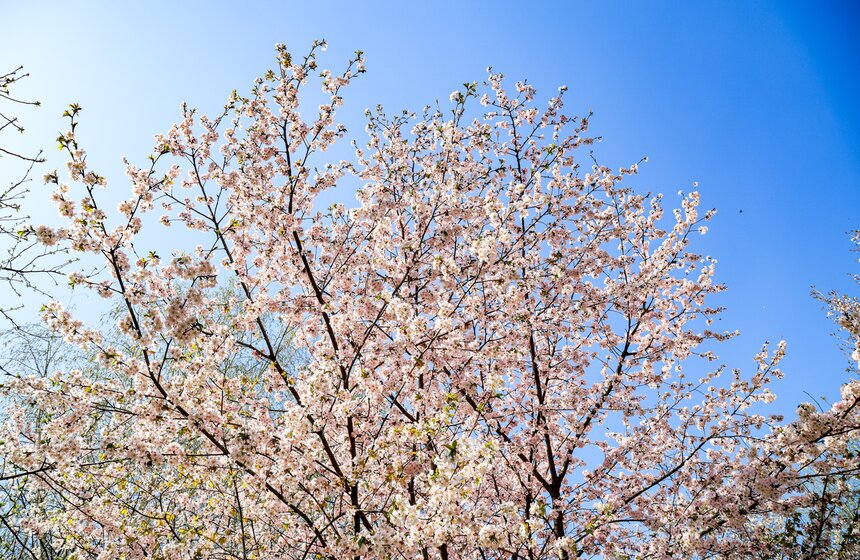 Сакура расцвела в заказнике "Долина реки Сетунь" и на аллее возле МГУ 8 фото