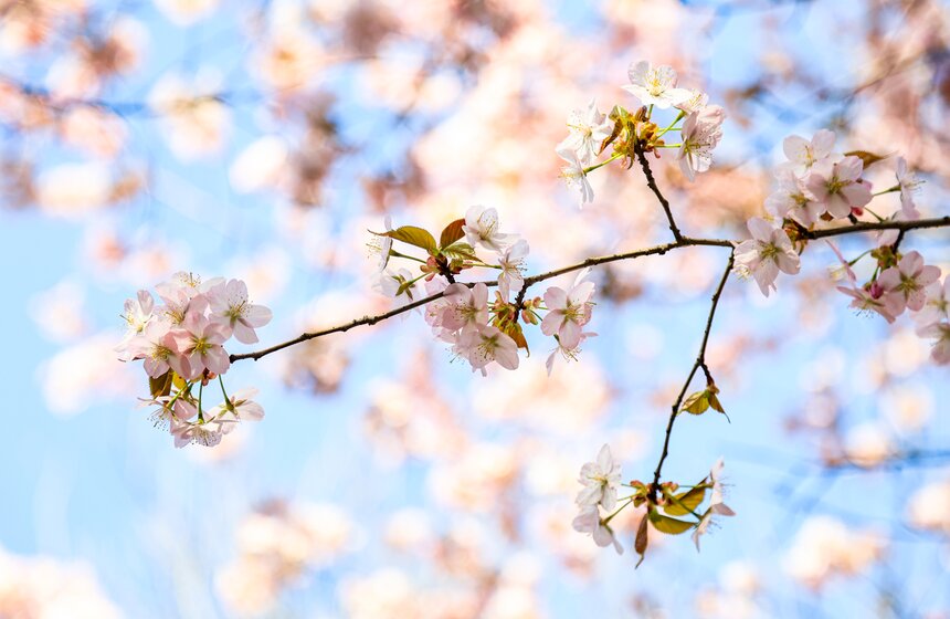 Сакура расцвела в заказнике "Долина реки Сетунь" и на аллее возле МГУ 17 фото