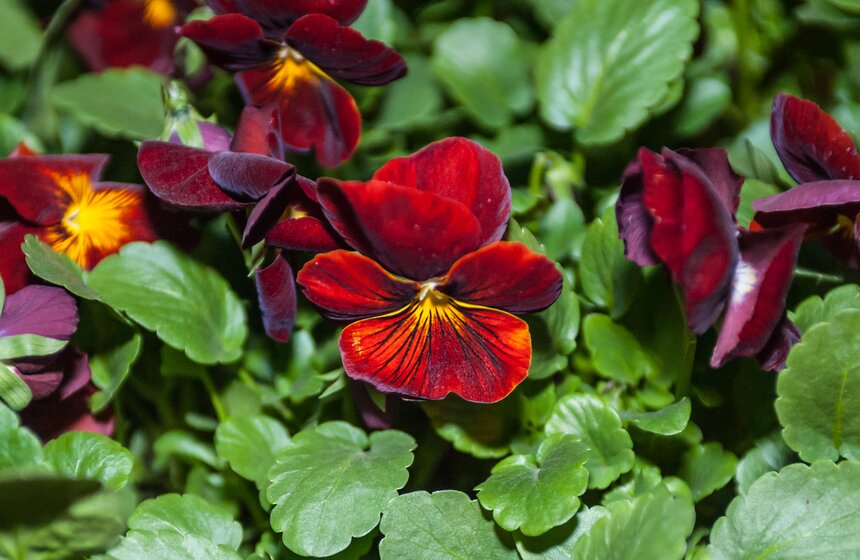 У Триумфальной арки высадили 365 тысяч цветов виолы 19 фото