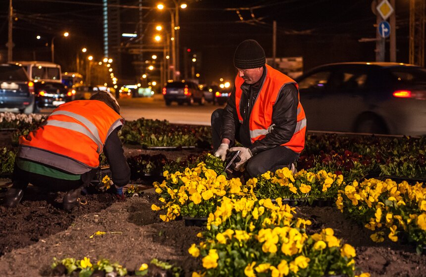 У Триумфальной арки высадили 365 тысяч цветов виолы 8 фото