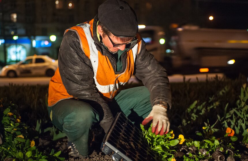 У Триумфальной арки высадили 365 тысяч цветов виолы 5 фото