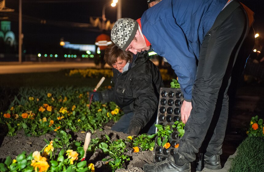 У Триумфальной арки высадили 365 тысяч цветов виолы 4 фото