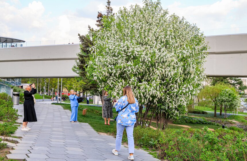 Первоцветы распустились в парке "Зарядье" 17 фото