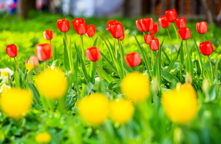 Первоцветы распустились в парке "Зарядье" 14 фото