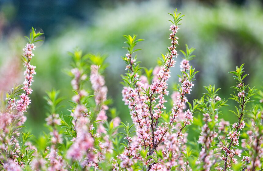 Первоцветы распустились в парке "Зарядье" 18 фото