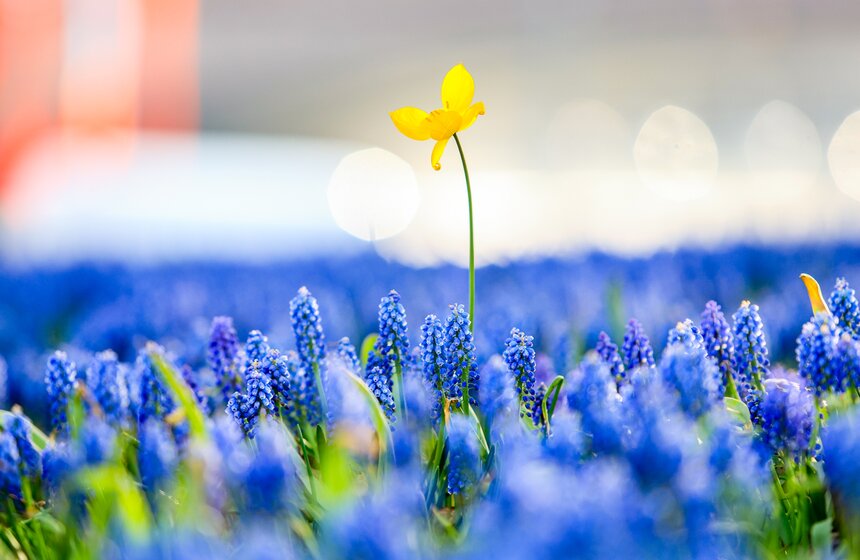 Первоцветы распустились в парке "Зарядье" 3 фото