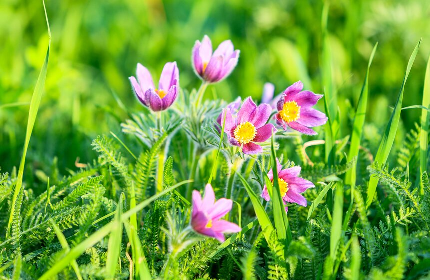 Первоцветы распустились в парке "Зарядье" 16 фото