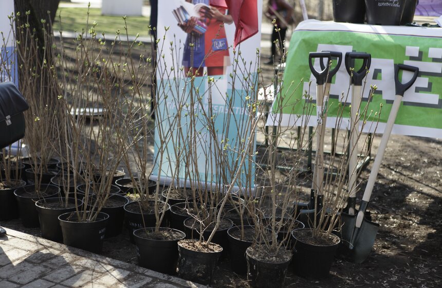 В ЦАО высадили 100 кустов сирени в честь волонтеров Сочи-2014 9 фото