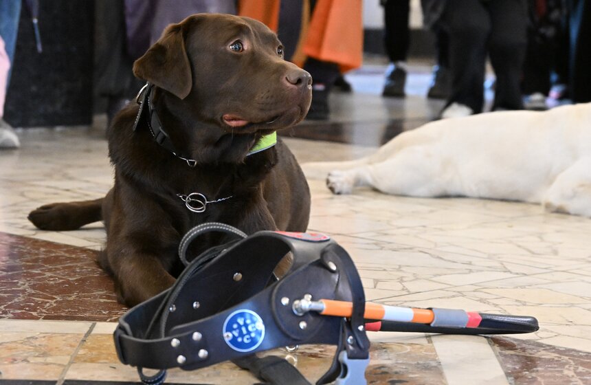 Международный день собак-проводников отметили на Северном речном вокзале 7 фото