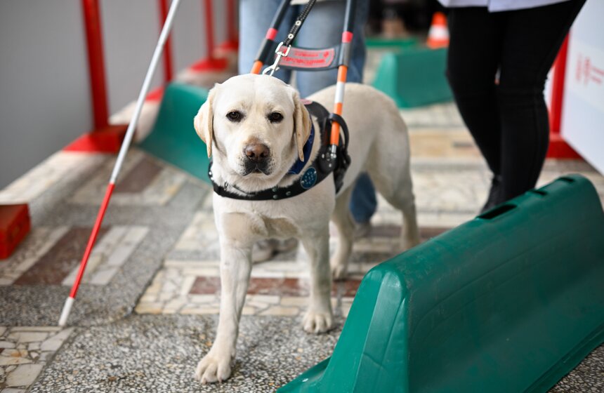 Международный день собак-проводников отметили на Северном речном вокзале 13 фото