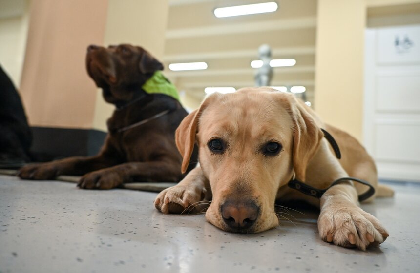Международный день собак-проводников отметили на Северном речном вокзале 10 фото