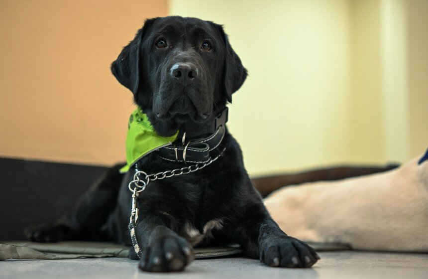 Международный день собак-проводников отметили на Северном речном вокзале 8 фото