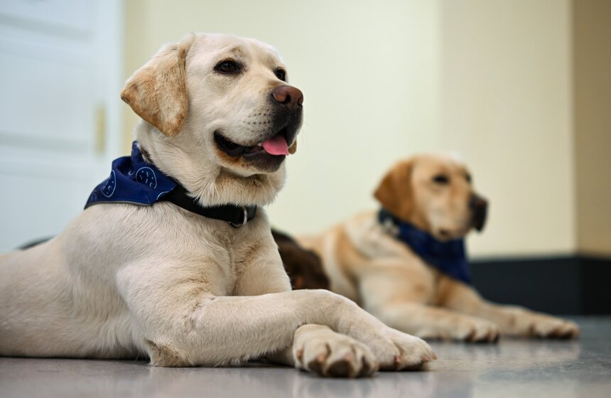 Международный день собак-проводников отметили на Северном речном вокзале 6 фото