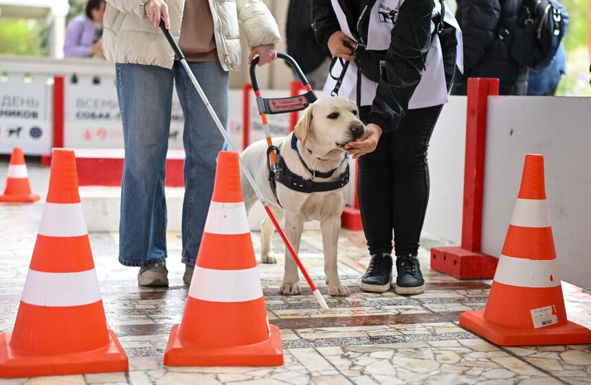 Международный день собак-проводников отметили на Северном речном вокзале 15 фото