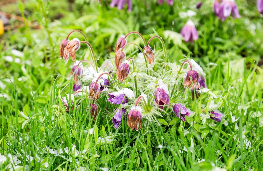 Снегопад накрыл Москву и область в ночь на 2 мая 11 фото