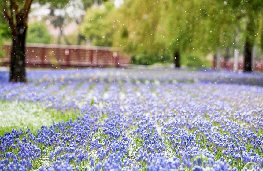Снегопад накрыл Москву и область в ночь на 2 мая 12 фото