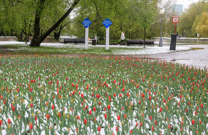 Снегопад накрыл Москву и область в ночь на 2 мая 27 фото