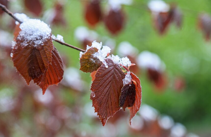 Снегопад накрыл Москву и область в ночь на 2 мая 22 фото